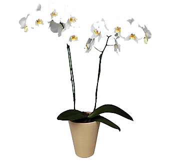 Plantas Orquideas