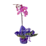 Planta de Orquídea Morada