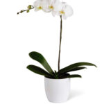 Planta de Orquídea Blanca
