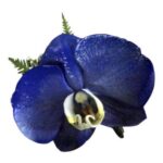 Orquídea Azul Metalico