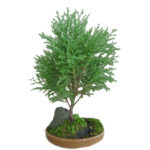 Bonsai Cypress Chino Crespo
