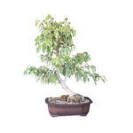 Bonsai Ficus Variegado