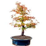 Bonsai Arbol de la Felicidad