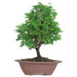 Bonsai Pino