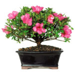 Bonsai Azalea