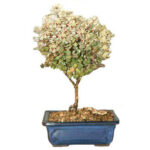 Bonsai Breynia Blanca