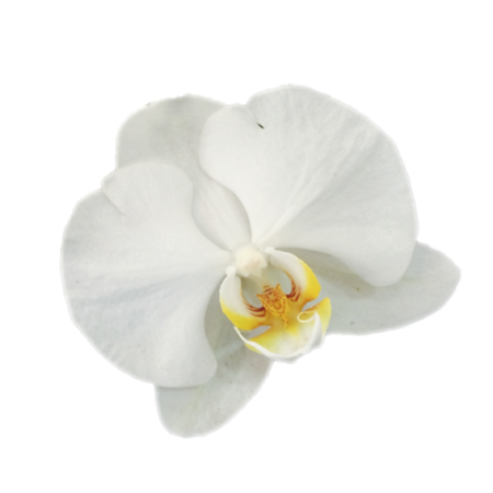 Orquídea Blanca 2