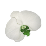 Orquídea Blanca centro Verde