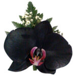 Orquídea Negra