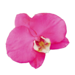 Orquídea Fucsia