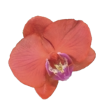 Orquídea Coral