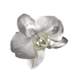 Orquídea Plateada