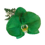 Orquídea Verde