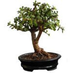 Bonsai Arbol de la Moneda